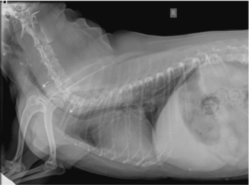 Radioagrafia de c&atilde;o com espirro reverso mostrando que h&aacute; prolapso de traqueia