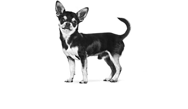 Alt image