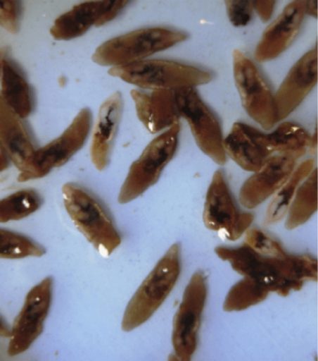 Exame mostra o parasita Platynosomum spp