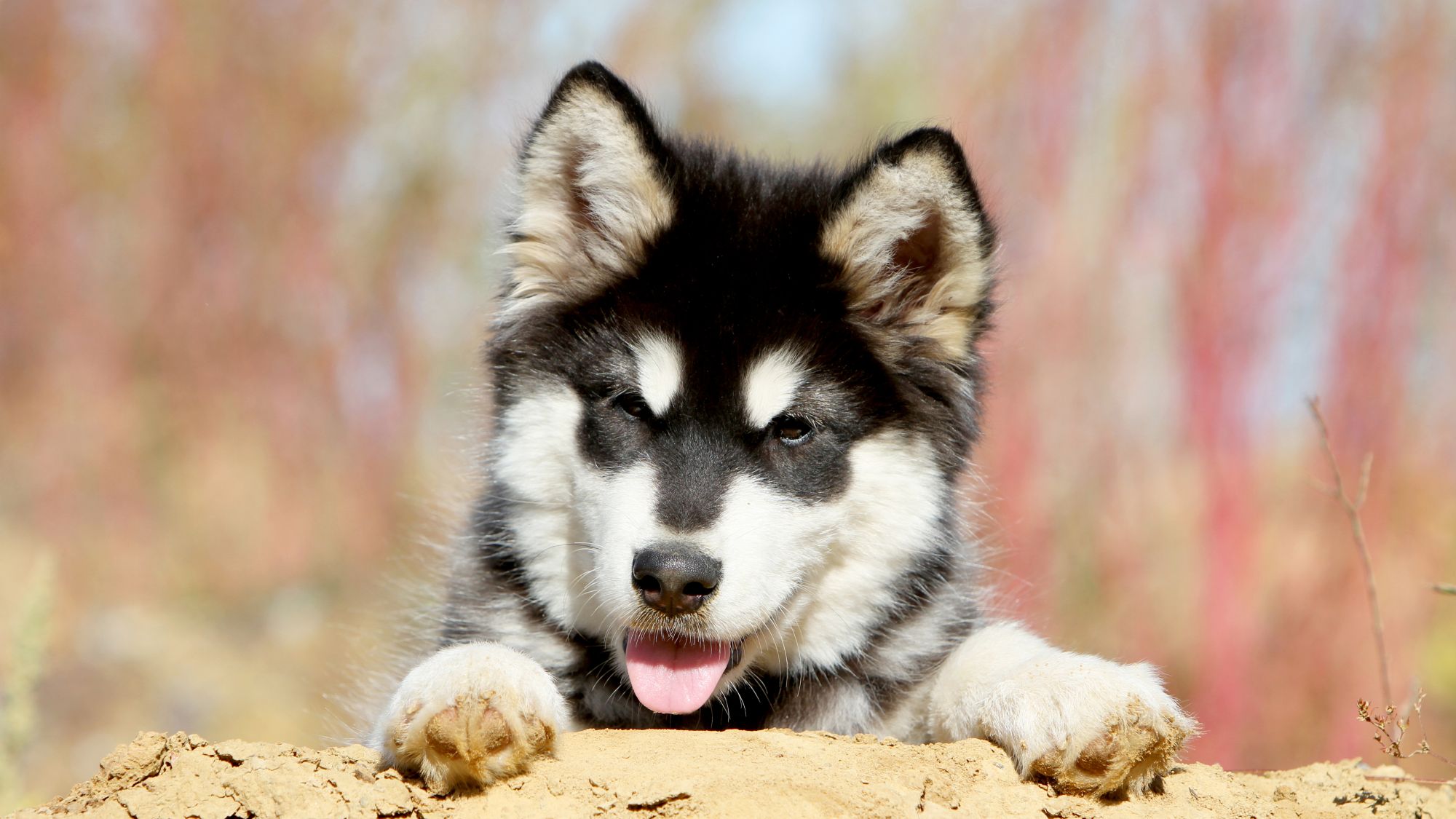 C&atilde;o Malamute do Alasca costuma ser curioso e afetuoso com humanos