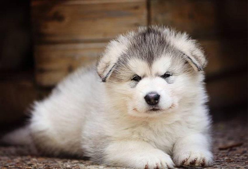 C&atilde;es da ra&ccedil;a Malamute do Alasca demandam cuidados especiais de m&eacute;dico-veterin&aacute;rios e tutores