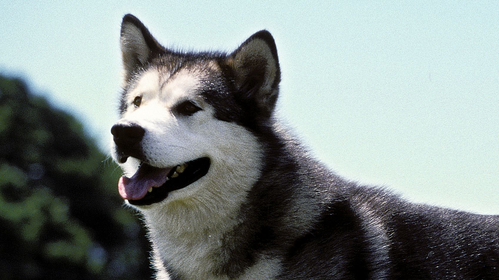 Malamute do Alasca &eacute; uma ra&ccedil;a antiga de c&atilde;es