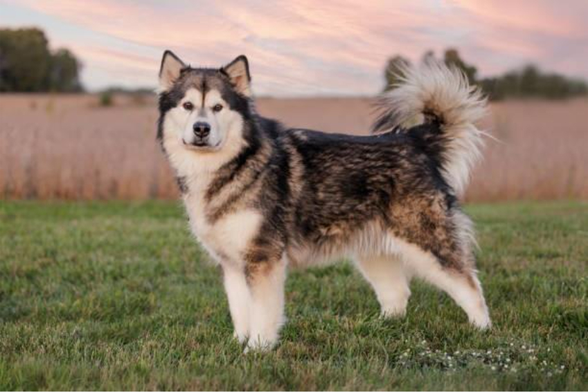 C&atilde;es da ra&ccedil;a Malamute do Alasca contam com caracter&iacute;sticas marcantes