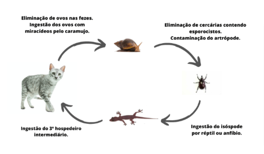 Esquema mostra o ciclo biol&oacute;gico do agente causador da platinosomose felina