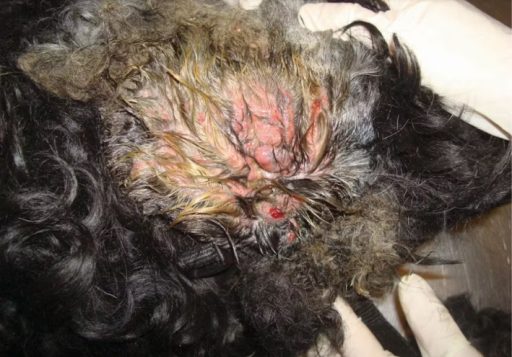 Imagem mostra &uacute;lceras graves no canal auditivo de um c&atilde;o com otite