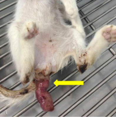 Exame mostra caso de prolapso retal em um gato filhote