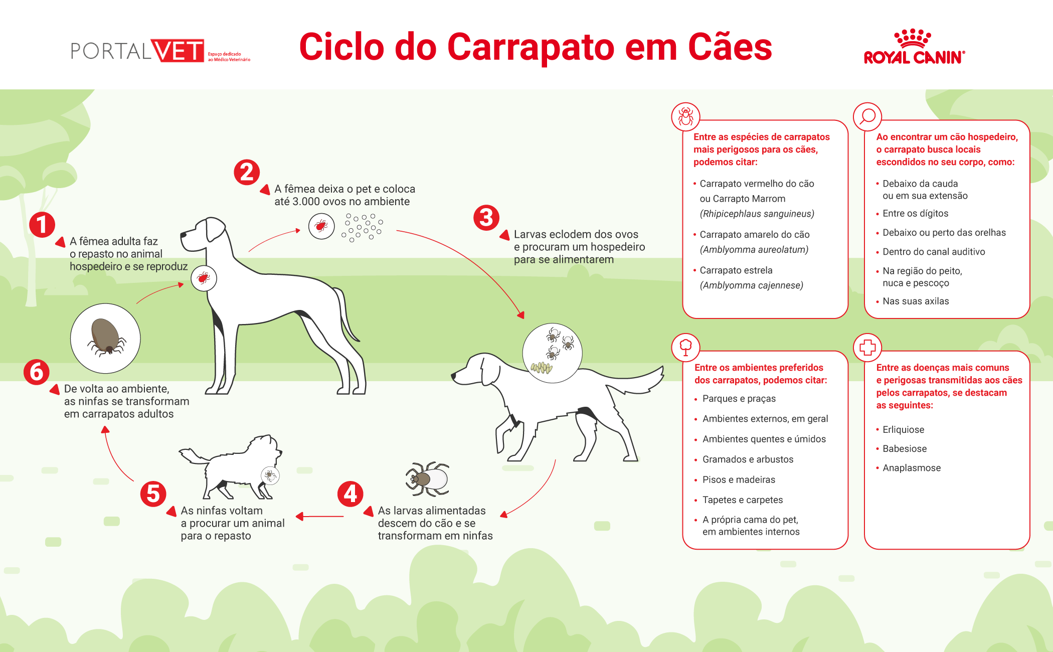 Infogr&aacute;fico mostra como &eacute; o ciclo do carrapato nos c&atilde;es