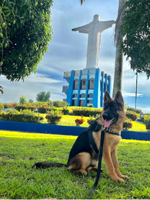 Paciente Loki ap&oacute;s 4 meses recebendo Royal Canin&reg; Hypoallergenic