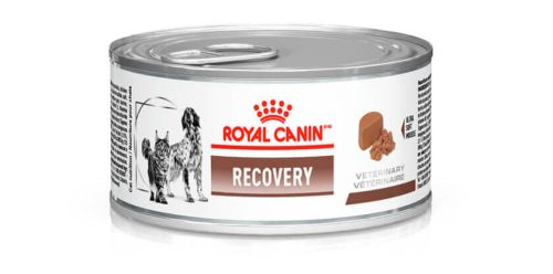 Alimento Recovery pode ser uma opção para gatos convalescentes com FeLV