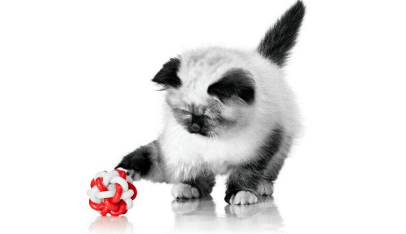 Hábitos de ingestão hídrica em gatos