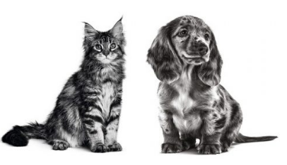 Hábitos de ingestão hídrica em gatos