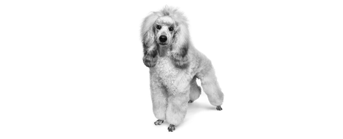 Urolitíases em cães: principais fatores de risco