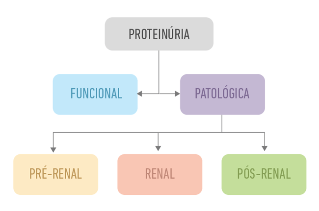 Organograma mostrando as divisões de tipos de proteinúrias