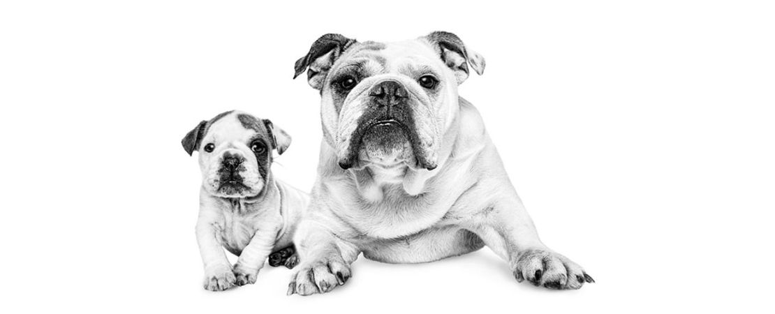 Prevalência de atopia canina em raças específicas – Estudo de caso