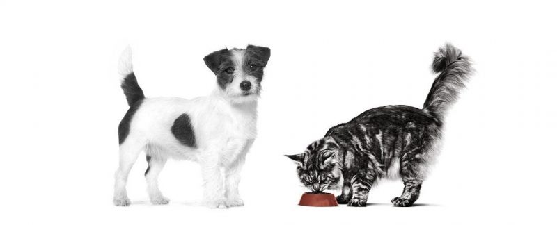 Desnutrição calórico-proteica em gatos e cães