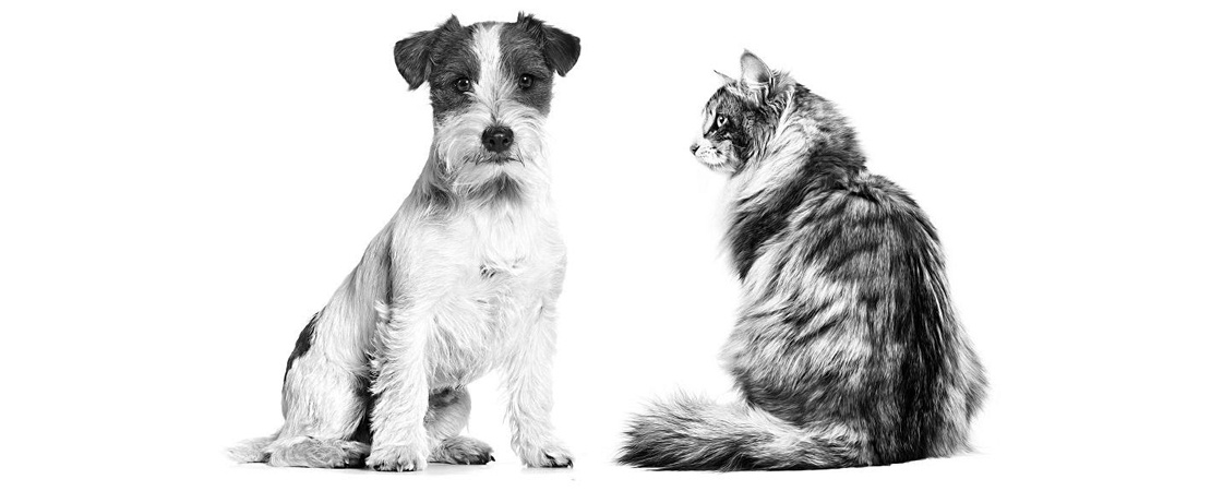 Febre maculosa: entenda o ciclo da doença e como evitar o contágio em gatos e cães