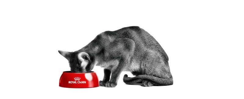 Distúrbios gastrointestinais em felinos e a relação com a nutrição
