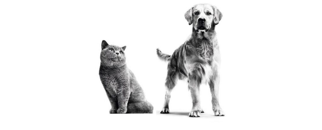 Ansiedade de separação em cães e gatos: saiba como evitar