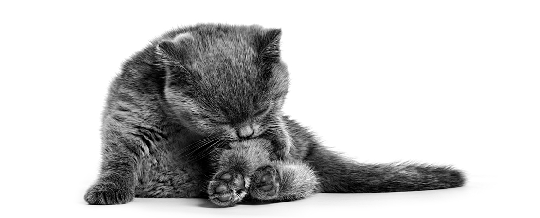 Tricobezoar em gatos: conheça os principais riscos e saiba como prevenir