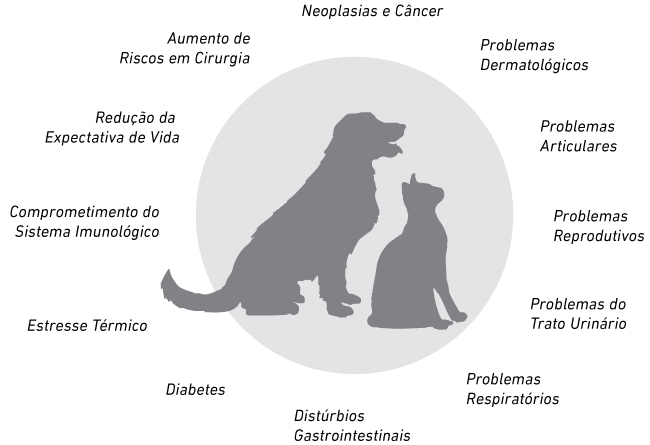 Imagem pontua os riscos da obesidade para cães e gatos