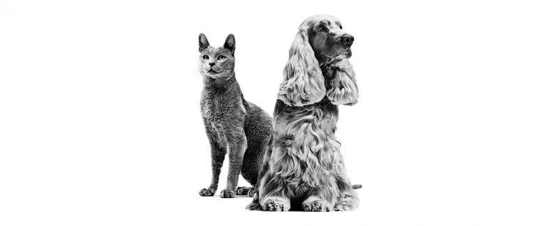 A importância do suporte nutricional nas dermatopatias em cães e gatos