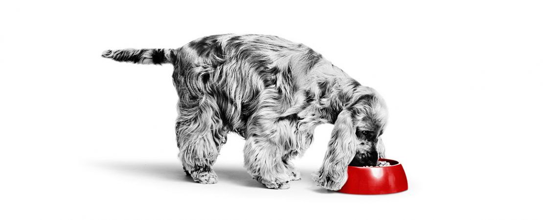 Lançamento da Royal Canin: tudo sobre o alimento Hypoallergenic Moderate Calorie Canine