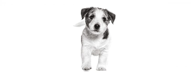 Dermatologia canina: pênfigo foliáceo