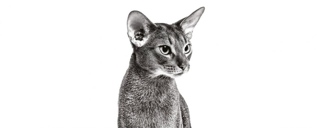 Webinar: Diarreia crônica em gatos
