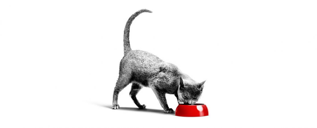 Guia rápido sobre a alimentação de gatos hospitalizados