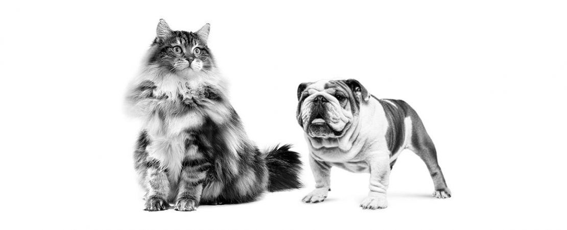 Obstruções ureterais em cães e gatos