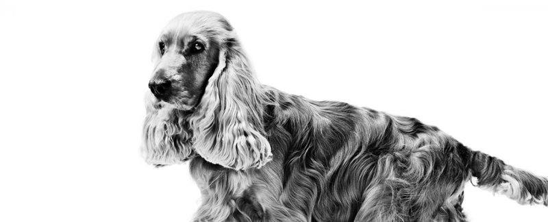 Webinar: Dermatite atópica em cães - novos diagnósticos e terapias