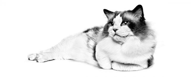 Revista Veterinary Focus: Medicina felina