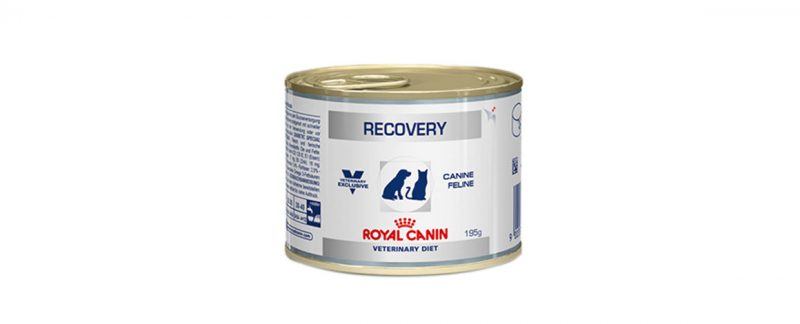 Linha Recovery feline e canine Royal Canin®