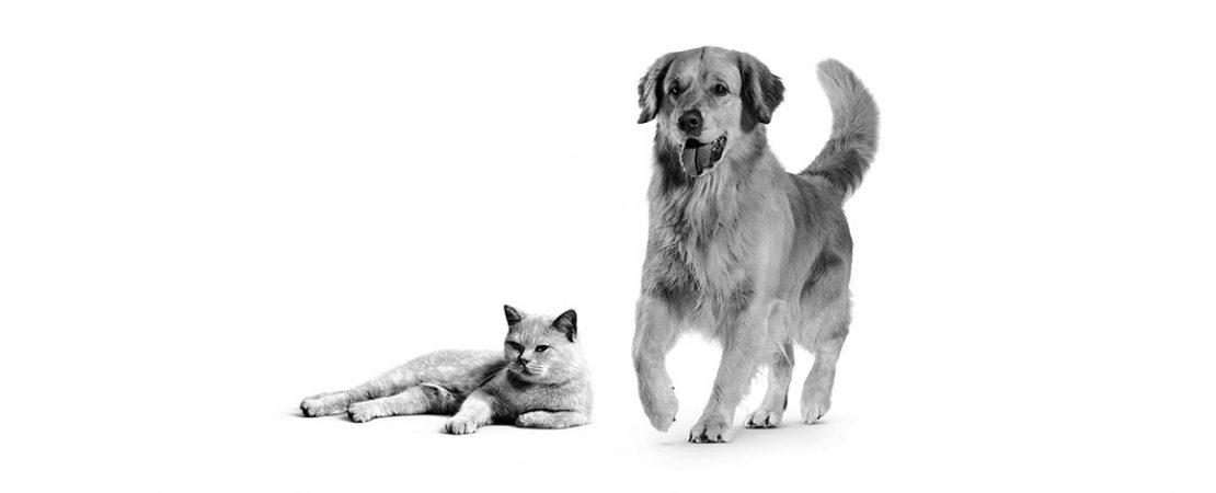 Uma abordagem passo a passo para cães e gatos com diarreia crônica