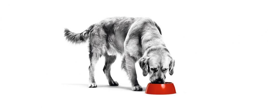 6 benefícios da alimentação úmida para cães
