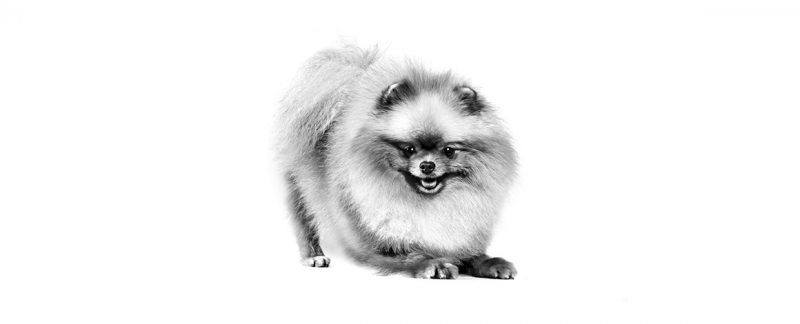 Pomeranian (spitz): guia nutricional para mais saúde da raça