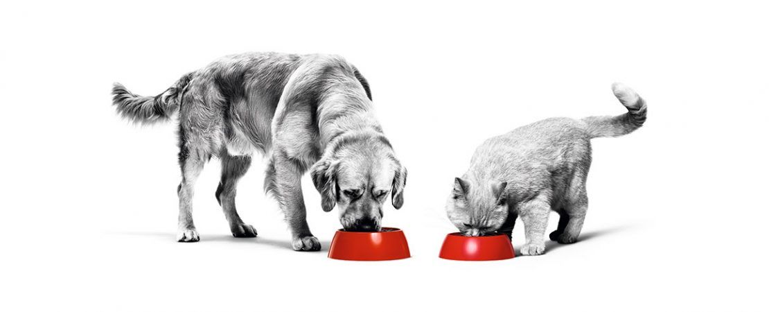 Mitos e verdades sobre o carboidrato na alimentação de cães e gatos