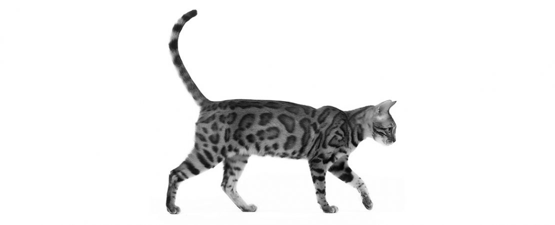 Anorexia em felinos: um sinal clínico comum e inespecífico em gatos