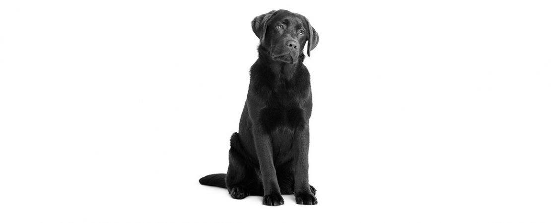 Flatulências: quais são as principais causas e como tratar gases em cães