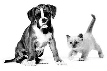 Revista Veterinary Focus: Gestão de clínicas veterinárias