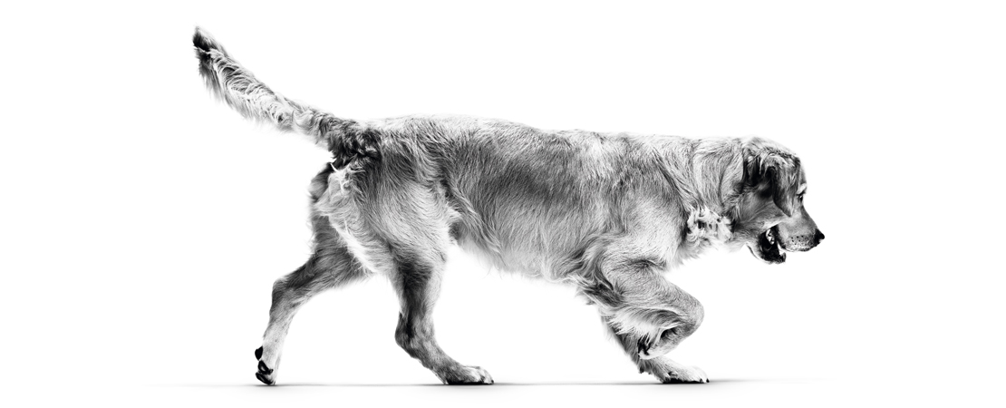 As raças de cães mais predispostas ao ganho de peso