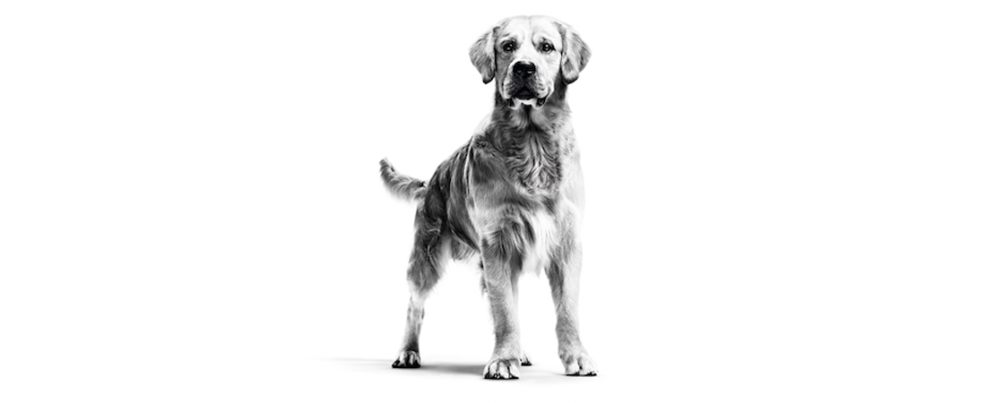 Deficiências nutricionais podem estar associadas à cardiomiopatia dilatada em cães?