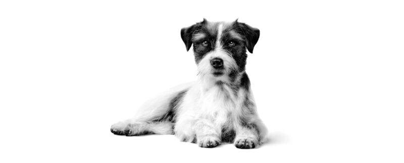 Qual a relação entre a hipercolesterolemia e a nutrição nos cães?