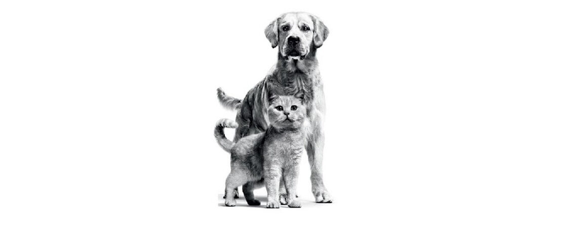 Principais hemoparasitoses em cães e gatos