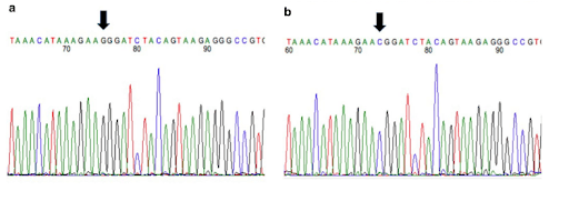 Cromatograma da sequência de DNA de gatos