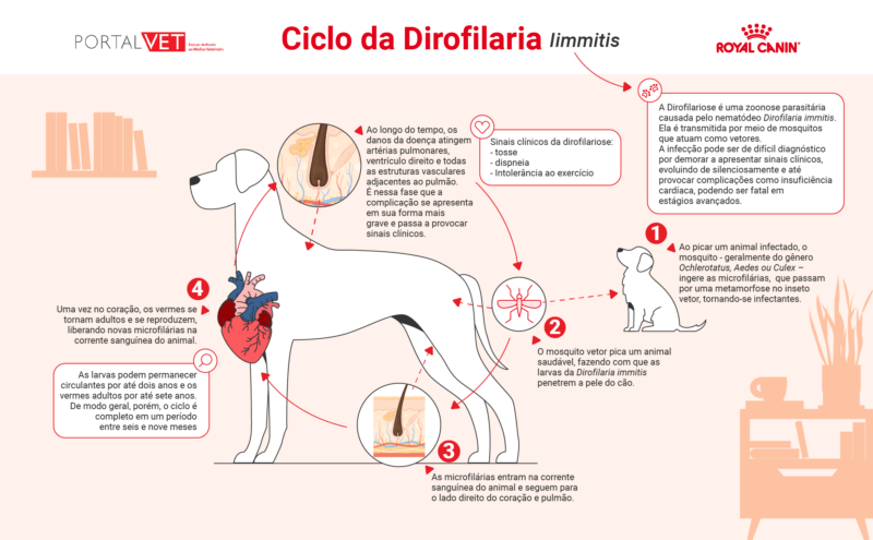 ciclo da dirofilariose