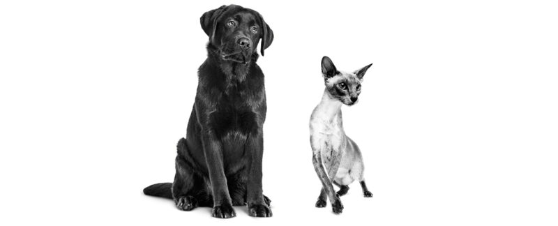 Megaesôfago em cães e gatos: diagnóstico e abordagem do paciente