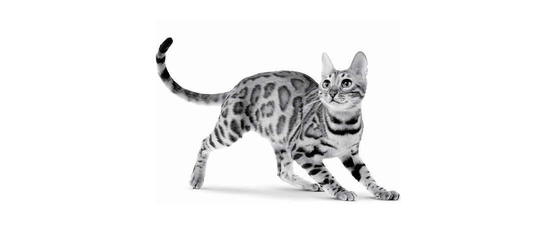 Corpo estranho linear em gatos: como diagnosticar, tratar e prevenir