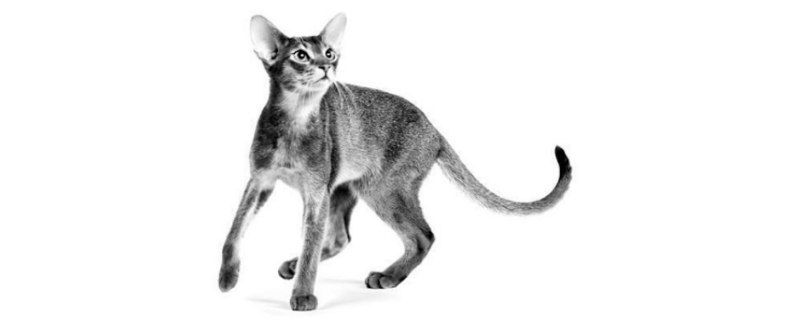 Hepatic Feline: tudo sobre o novo alimento ROYAL CANIN® para gatos com insuficiência hepática crônica