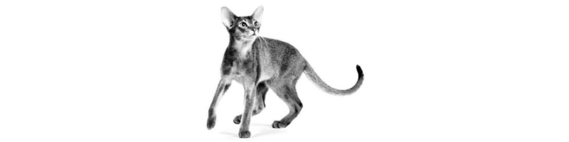 Hepatic Feline: tudo sobre o novo alimento ROYAL CANIN® para gatos com insuficiência hepática crônica